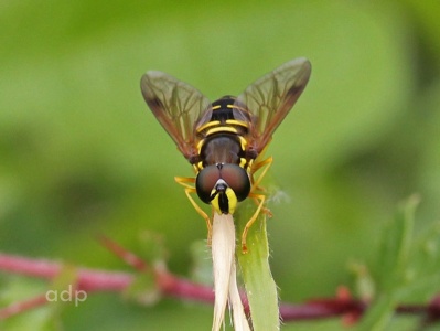 Chrysotoxum festivum, Alan Prowse